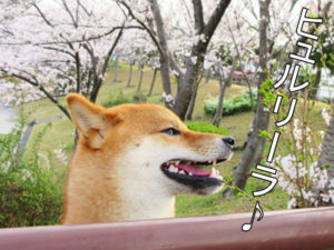 柴犬コマリ　ケツメイシ　さくら