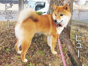 柴犬コマリ　春の嵐