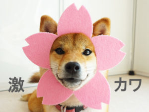 柴犬コマリ　ひな祭り
