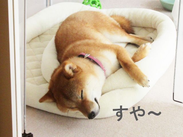 柴犬コマリ　ベッド