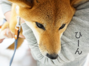 柴犬コマリ　ワクチン