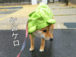 柴犬コマリ　カッパ