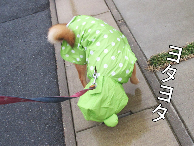 柴犬コマリ　雨散歩
