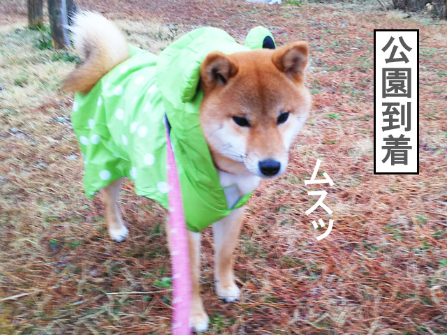 柴犬コマリ　雨の日散歩