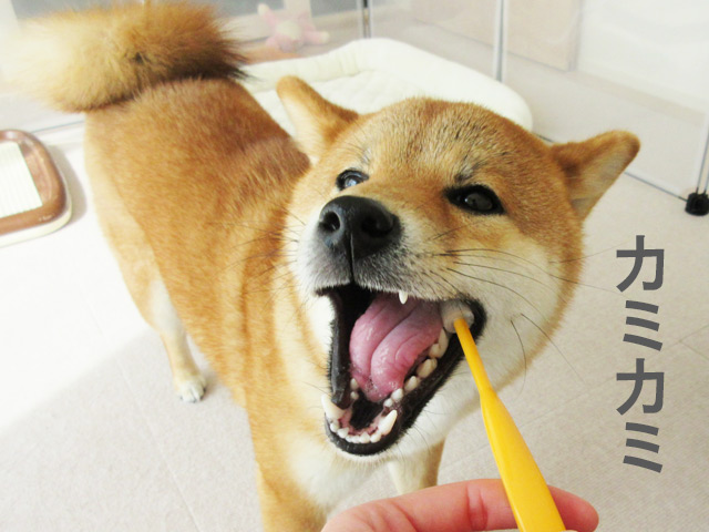 柴犬コマリ　歯ブラシ　歯磨きジェル
