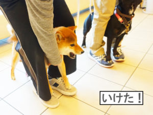 柴犬コマリ　しつけ教室