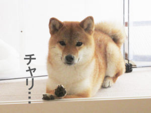 柴犬コマリ　肉球