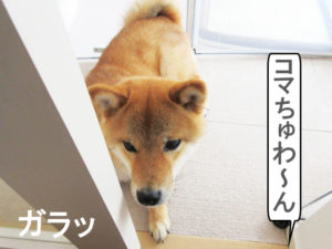 柴犬コマリ　柴犬