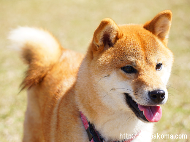 柴犬コマリ　日本犬