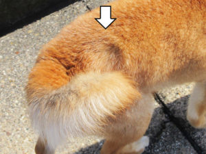 柴犬コマリ　巻尾