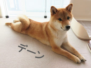 柴犬コマリ　伸び