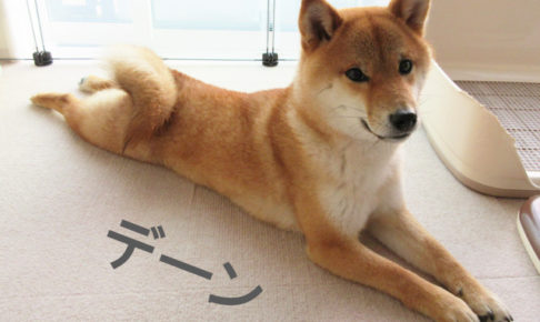 柴犬コマリ　伸び