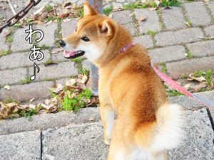 柴犬コマリ　鳥