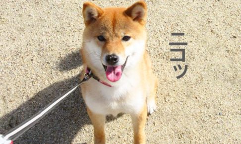 柴犬コマリ　呼び戻し