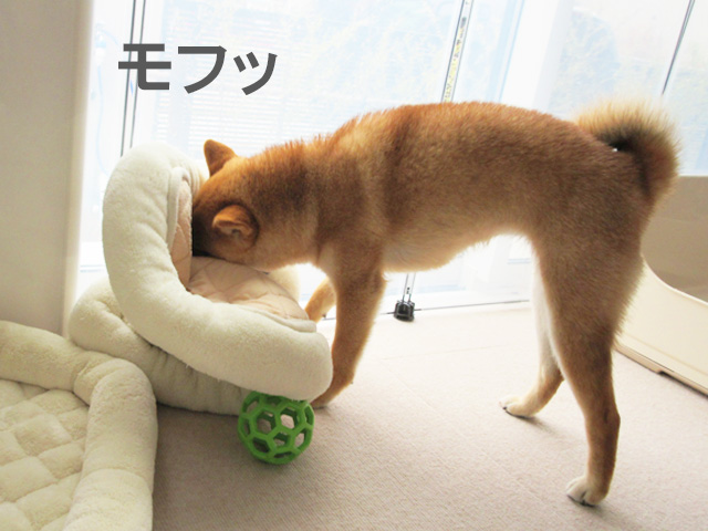 柴犬コマリ　ベッド