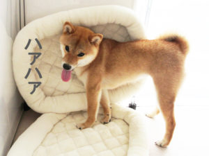 柴犬コマリ　ストレス