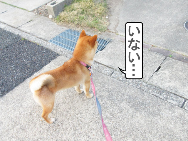 柴犬コマリ　散歩