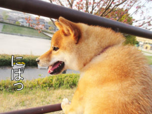 柴犬コマリ　散歩