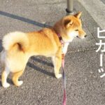 柴犬コマリ　朝日