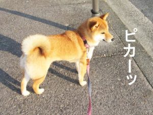 柴犬コマリ　朝日