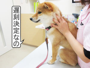柴犬コマリ　目やに　病院