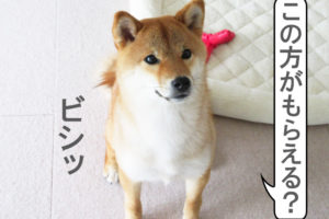 柴犬コマリ　ヒマラヤチーズ