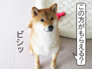 柴犬コマリ　ヒマラヤチーズ