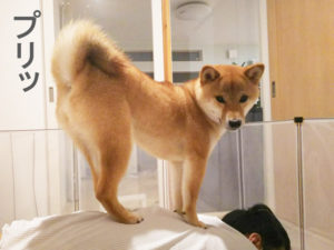 柴犬コマリ　プリケツ