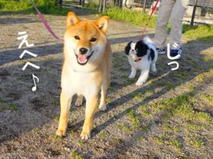柴犬コマリ　ドッグラン