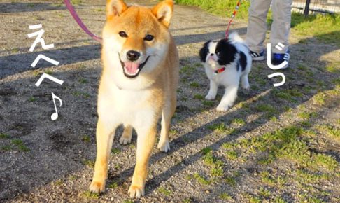 柴犬コマリ　ドッグラン