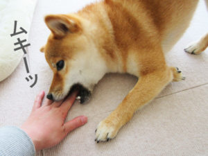 柴犬コマリ　ムキッ歯