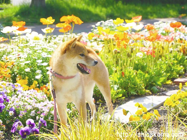 柴犬コマリ　春の花