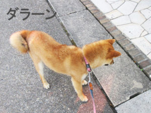 柴犬コマリ　虫