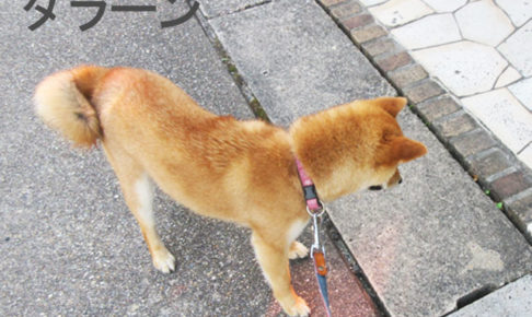 柴犬コマリ　虫