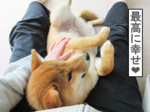 柴犬コマリ　柴犬