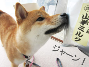 柴犬コマリ　山羊ミルク