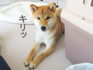 柴犬コマリ　フセ