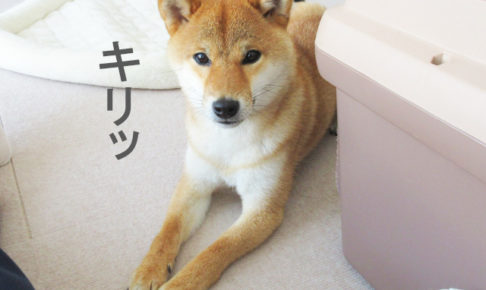 柴犬コマリ　フセ