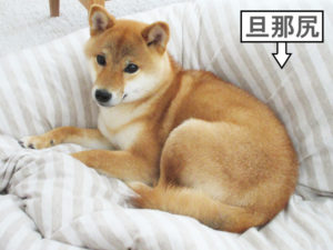 柴犬コマリ　柴犬