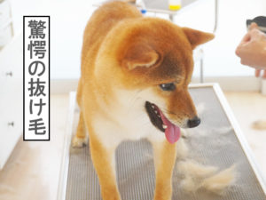柴犬コマリ　換毛期