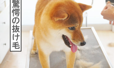 柴犬コマリ　換毛期