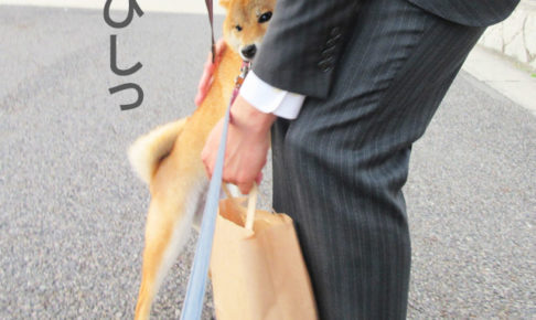 柴犬コマリ　歓迎