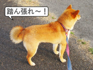柴犬コマリ　巻尾