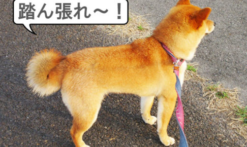 柴犬コマリ　巻尾