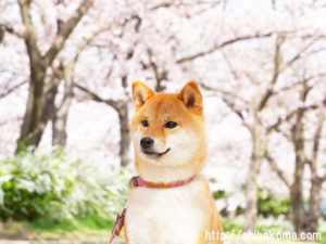 桜のトンネルの下の柴犬コマリ