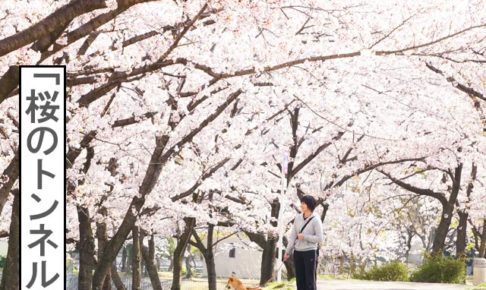 柴犬コマリ　桜のトンネル