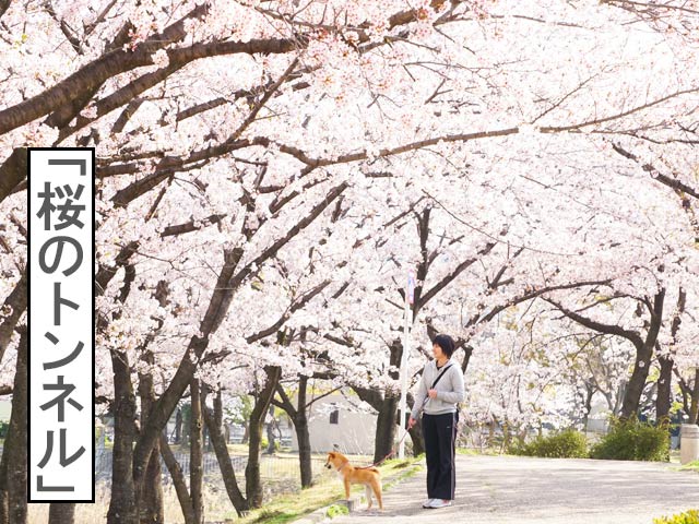 柴犬コマリ　桜のトンネル