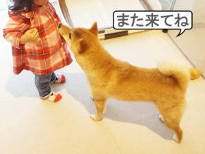 柴犬コマリ　柴犬