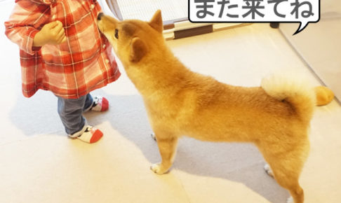 柴犬コマリ　柴犬