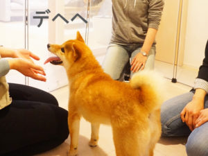 柴犬コマリ　柴犬